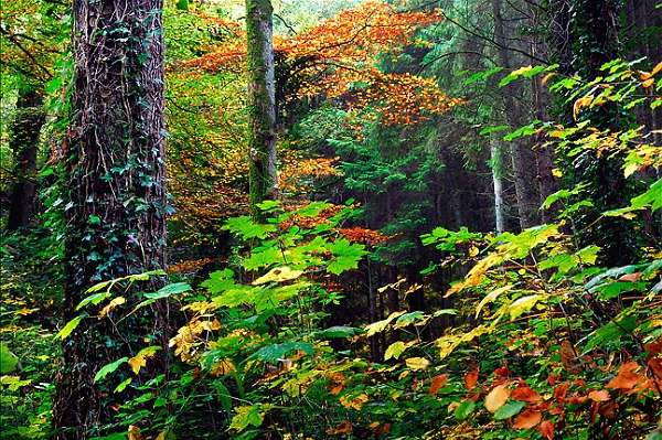 arbre 31_10_09n01.jpg